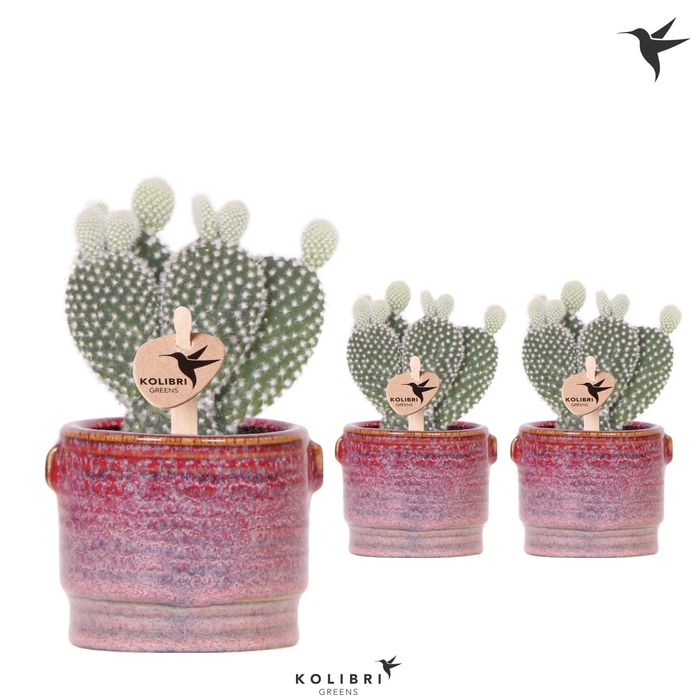 <h4>Kolibri Greens Opuntia white in Aura pot</h4>