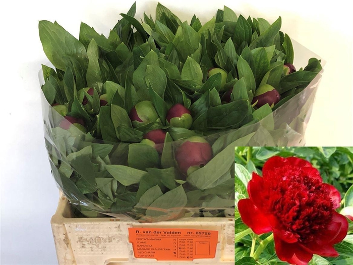 <h4>Paeo L Red Charm</h4>