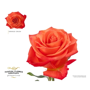 Rosa Premium Orange Crush