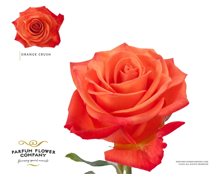 <h4>Rosa Premium Orange Crush</h4>