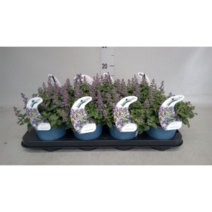 Nepeta faassenii  'Purrsian Blue'