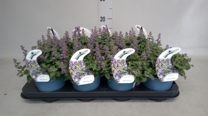 <h4>Nepeta faassenii  'Purrsian Blue'</h4>
