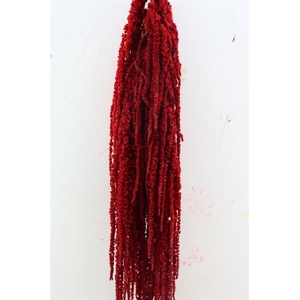 Pres Amaranthus Caud Red Bunch