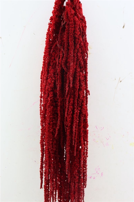 <h4>Pres Amaranthus Caud Red Bunch</h4>