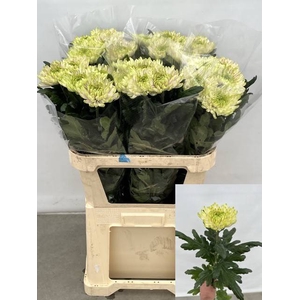 CHR G ROSSANO LIME