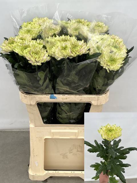 <h4>CHR G ROSSANO LIME</h4>