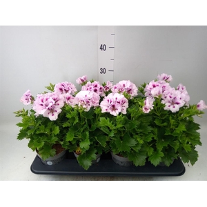 Pelargonium gran. ..