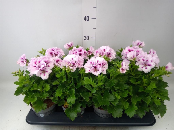 <h4>Pelargonium gran.   ..</h4>