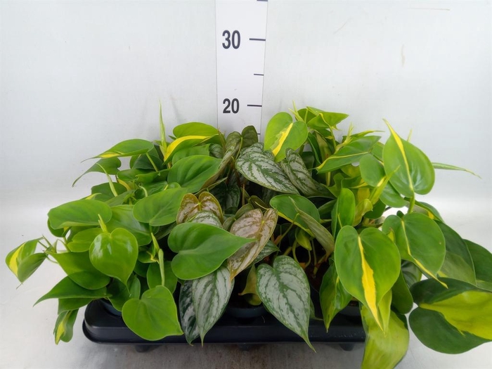 <h4>Epipremnum pinn.   ...mix</h4>