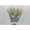 Amaranthus Yearming Desert
