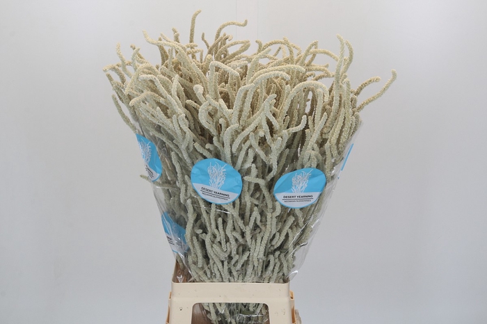 <h4>Amaranthus Yearming Desert</h4>