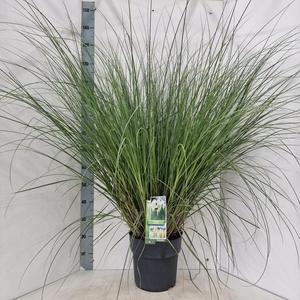 Cortaderia selloana Pumila