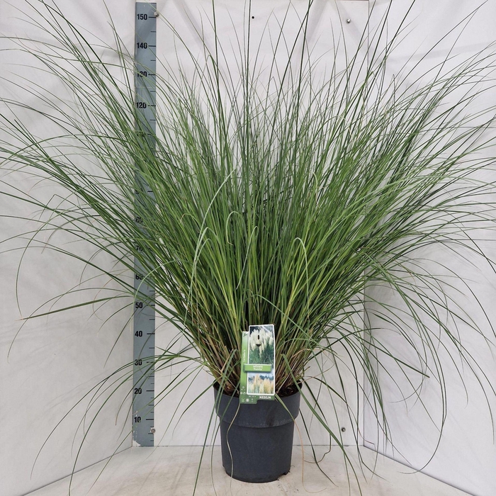<h4>Cortaderia selloana Pumila</h4>