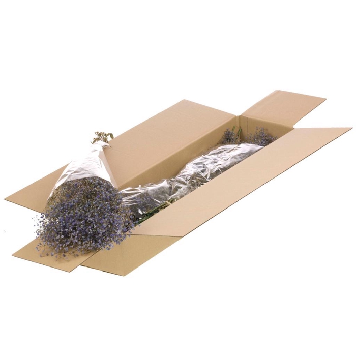 <h4>Gypsophila Preserved Sb Lilac</h4>