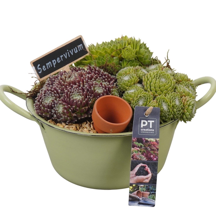 <h4>Arr.  Sempervivum L%</h4>