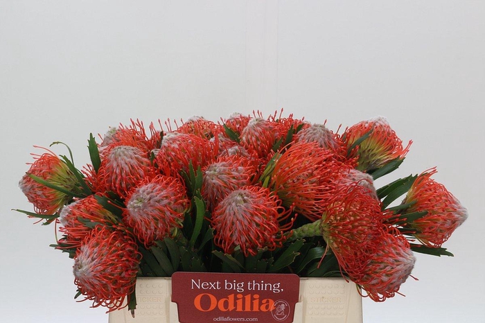 <h4>Nutans Tango</h4>