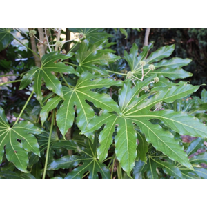 Aralia elata 'Variegata'