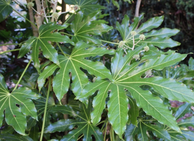 <h4>Aralia elata 'Variegata'</h4>