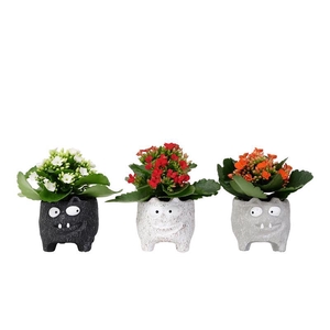 KALANCHOE BLOSSF P6 MONSTER CAT