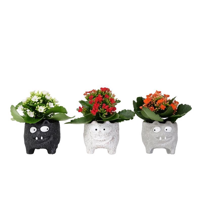 <h4>KALANCHOE BLOSSF P6 MONSTER CAT</h4>
