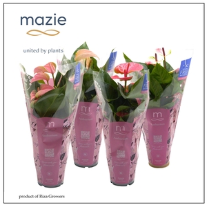 Anthurium KARMA - Pink Mix in Mazie Love 12cm