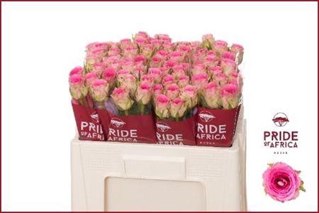 R Gr Times Square X10