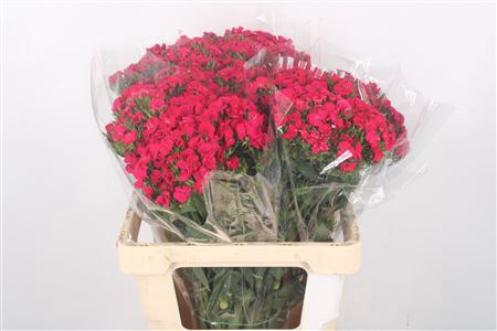 <h4>Di Barb Sweet Will Pink Max</h4>