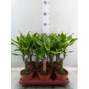 Dracaena frag. 'Golden Coast'
