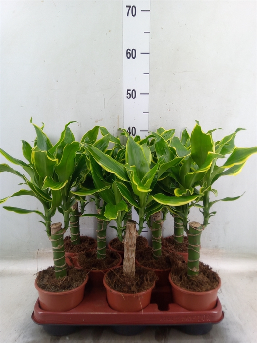 <h4>Dracaena frag. 'Golden Coast'</h4>