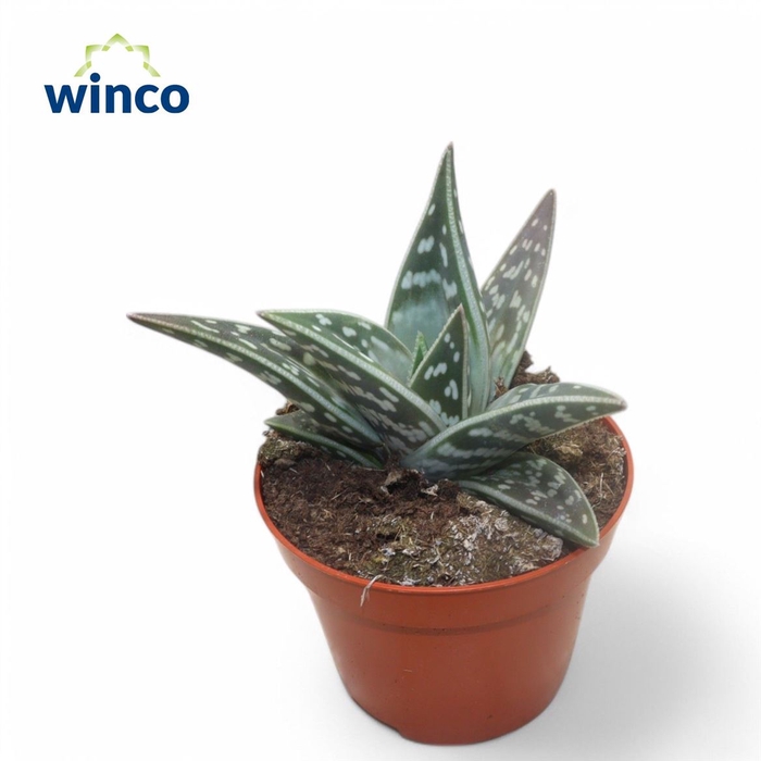 <h4>Aloe Variegata</h4>