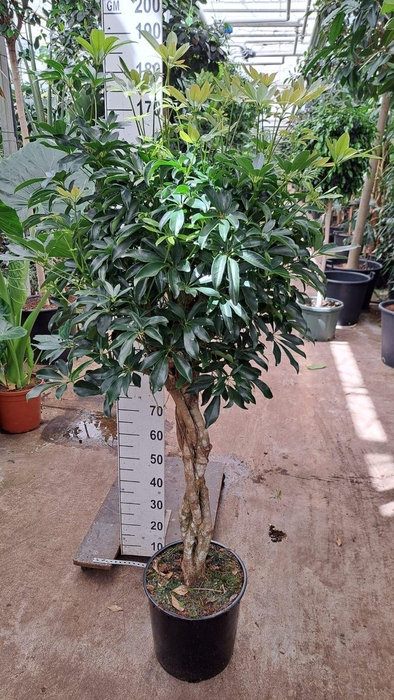 <h4>Schefflera Compacta</h4>