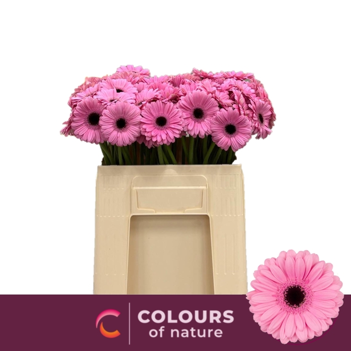 <h4>Ge Mi Talent</h4>