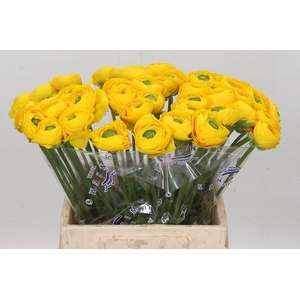 Ranunculus Clooney Omega Extra