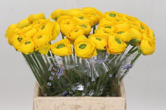 Ranunculus Clooney Omega Extra
