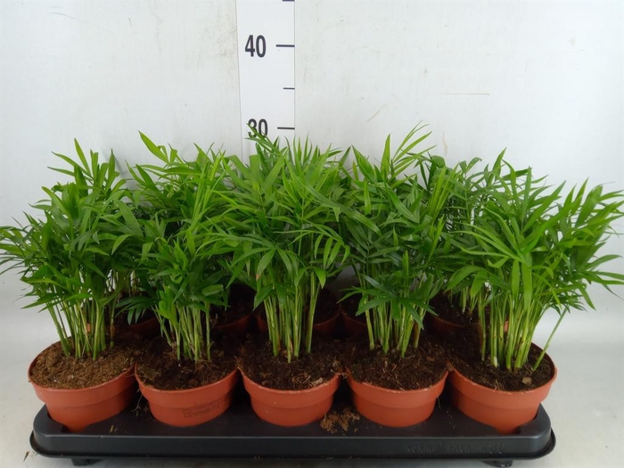 <h4>Chamaedorea elegans</h4>