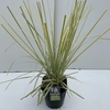 Cortaderia selloana