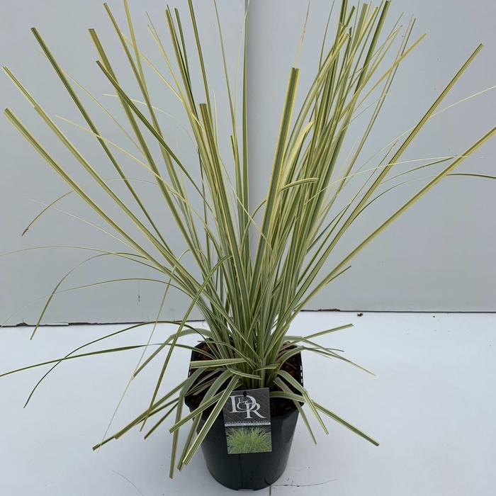 Cortaderia selloana
