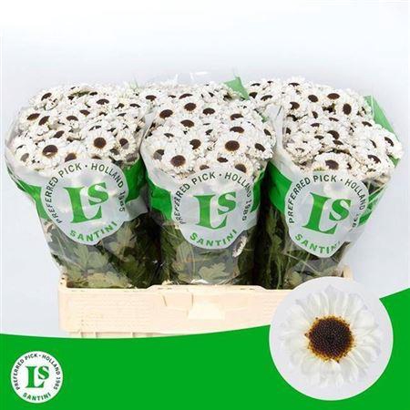 <h4>Chrysant Santini Patrese White</h4>