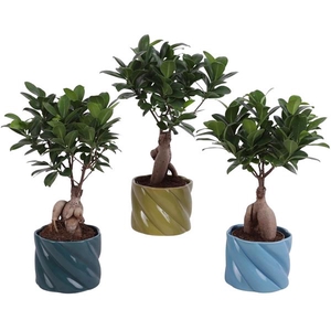 Ficus m. Ginseng Ball Shape Ø09cm in Ø11cm Ceramic FB674