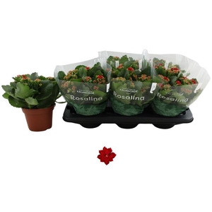 KALAN CALAN RED DON JUSTINO P15