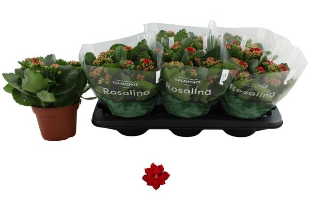 <h4>KALAN CALAN RED DON JUSTINO P15</h4>