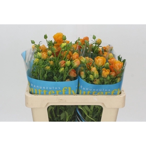 Ranunculus Butterfly Charis