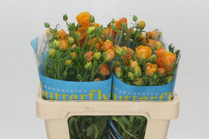 <h4>Ranunculus Butterfly Charis</h4>