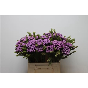 Kaaps Brunia Albiflora M Purple