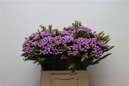 <h4>Kaaps Brunia Albiflora M Purple</h4>