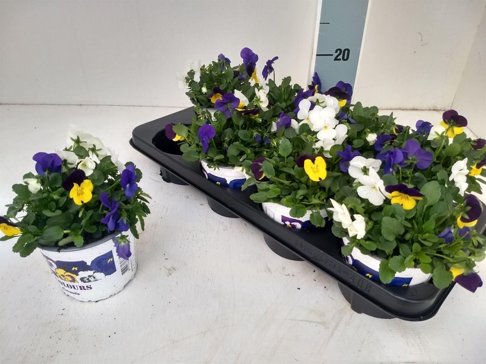 <h4>Viola   ...tricolor</h4>