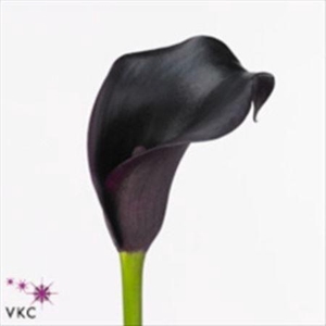 Zant Cantor ZWART,(ES),(10)