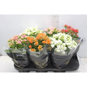 KALANCHOE DOBRADO P15
