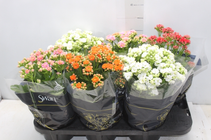<h4>KALANCHOE DOBRADO P15</h4>