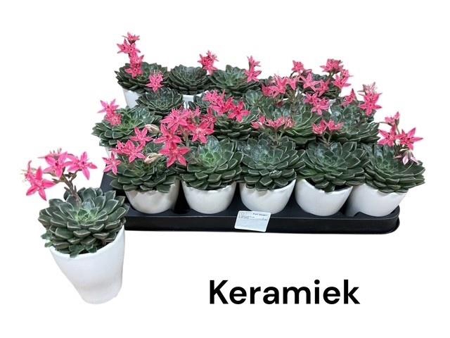 <h4>GRAPTO BELLUM</h4>